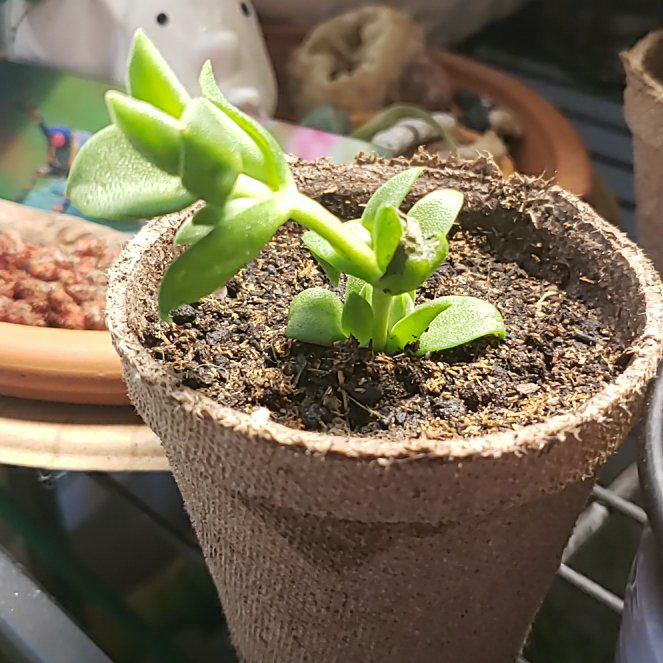 Photo of the plant species Kanna by @QuirkyRosehip named Leonardo on Greg, the plant care app