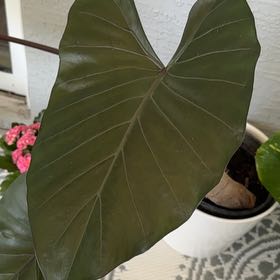 Photo of the plant species Metal Head Alocasia by @StandupShamrock named Aristotle on Greg, the plant care app