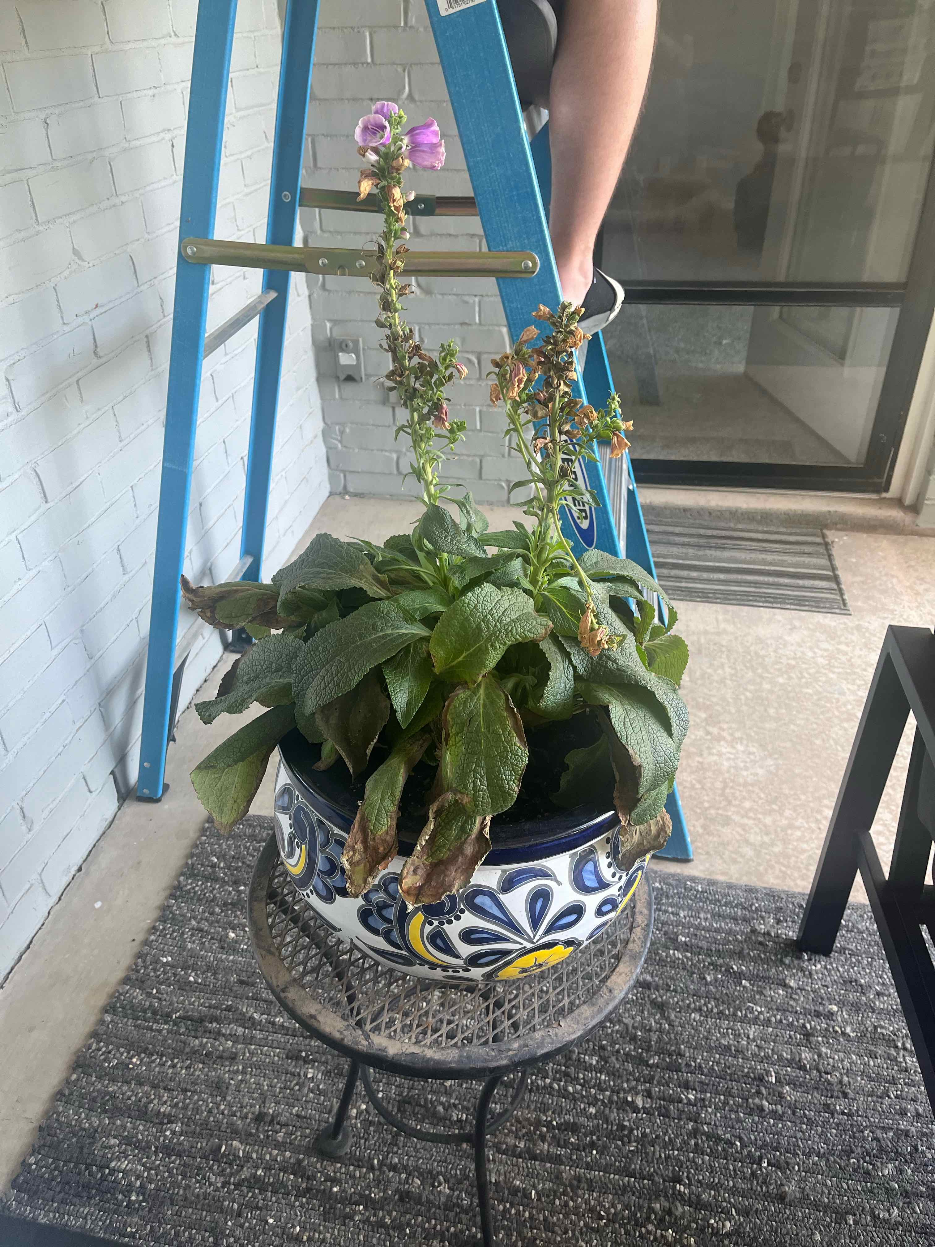 Potted Common Foxglove plant with some flowers and browning leaves, placed on a decorative pot.
