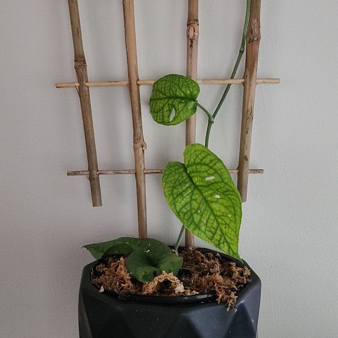 Photo of the plant species Variegated Spiderman Amydrium by @MusicalRedbush named Peter on Greg, the plant care app