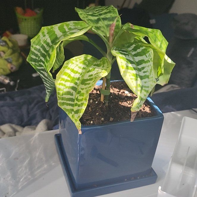 Photo of the plant species Zebra Striped Dragon Tree by @MusicalRedbush named Goldie Dracaena on Greg, the plant care app