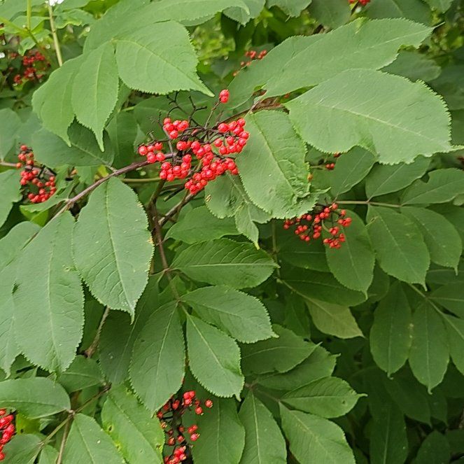 Photo of the plant species European Red Elderberry by @BentonSweetleaf named Shakira on Greg, the plant care app