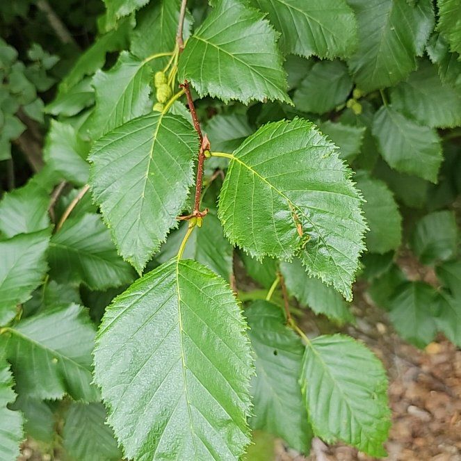 Photo of the plant species Green Alder by @BentonSweetleaf named Kobe on Greg, the plant care app