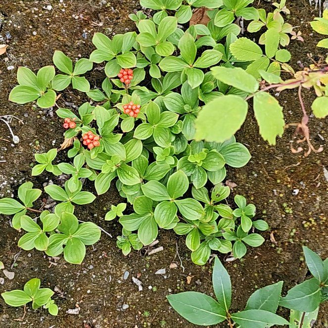 Photo of the plant species Bunchberry by @BentonSweetleaf named Morgan Treeman on Greg, the plant care app