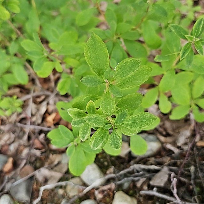 Photo of the plant species Coralberry by @BentonSweetleaf named Gaga on Greg, the plant care app