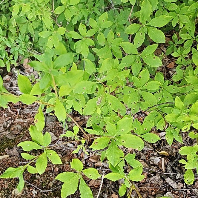 Photo of the plant species Broad-Leaved Starflower by @BentonSweetleaf named Elle on Greg, the plant care app