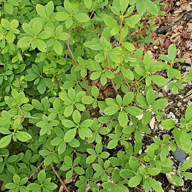 Photo of the plant species Bunchberry by @BentonSweetleaf named Dax on Greg, the plant care app