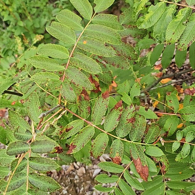 Photo of the plant species European Mountain Ash by @BentonSweetleaf named Spike Leaves on Greg, the plant care app