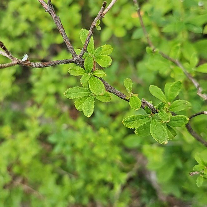 Photo of the plant species Blackthorn by @BentonSweetleaf named Treeyoncé on Greg, the plant care app