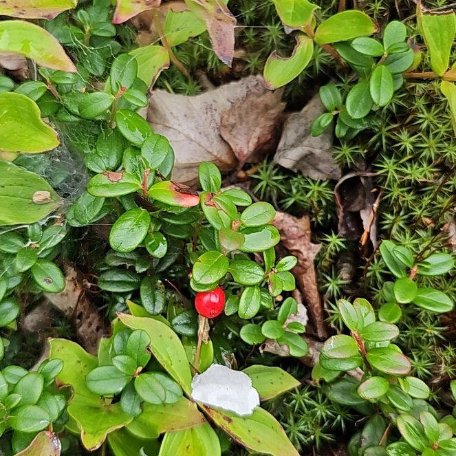 Photo of the plant species Northern Mountain Cranberry by @BentonSweetleaf named Sahara on Greg, the plant care app