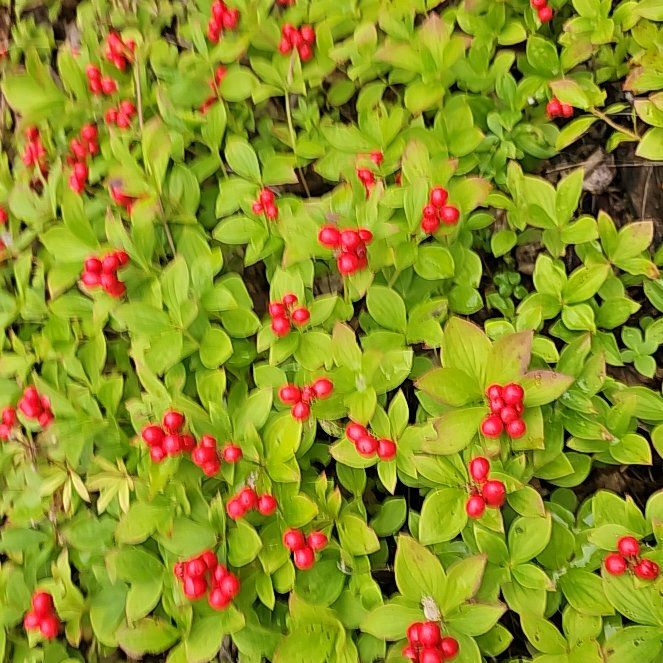 Photo of the plant species Bunchberry by @BentonSweetleaf named Plato on Greg, the plant care app
