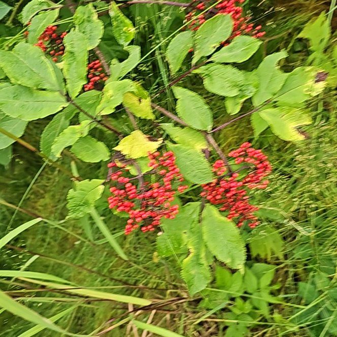 Photo of the plant species European Red Elderberry by @BentonSweetleaf named Aria on Greg, the plant care app