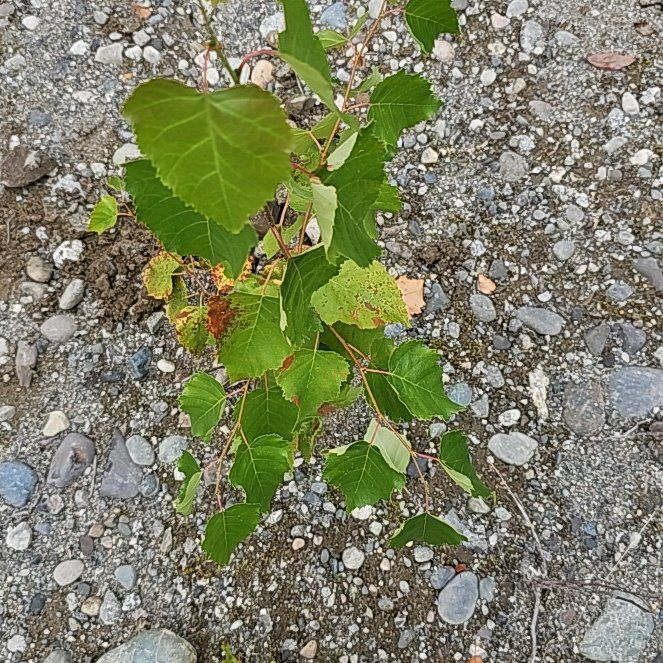 Photo of the plant species Common Birch by @BentonSweetleaf named Tupot amaroot on Greg, the plant care app