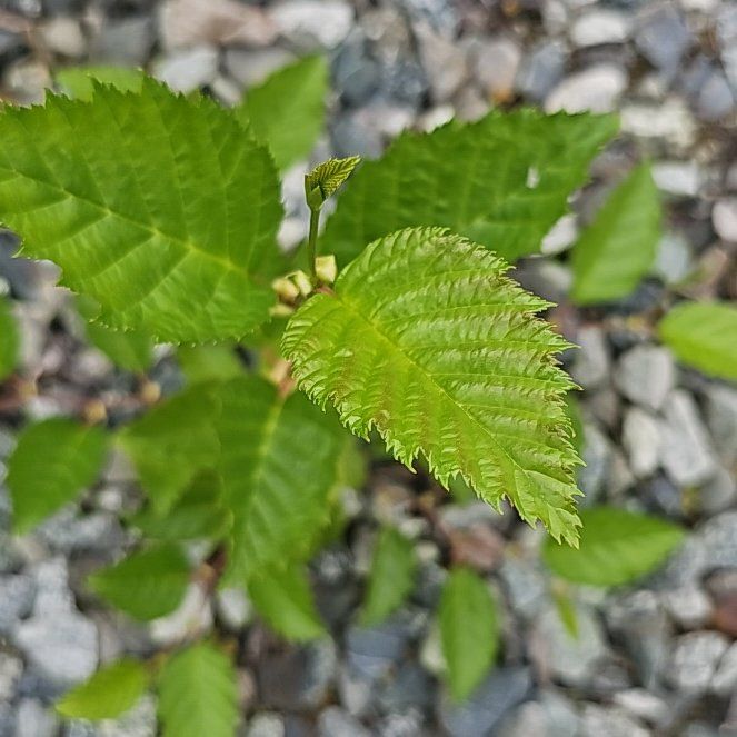 Photo of the plant species European Field Elm by @BentonSweetleaf named Beyonce on Greg, the plant care app