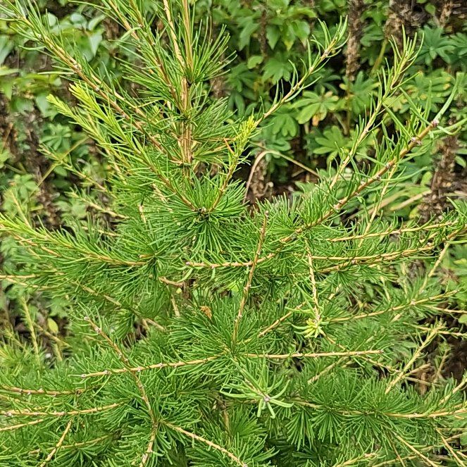 Photo of the plant species European Larch by @BentonSweetleaf named Willow on Greg, the plant care app