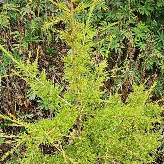 Photo of the plant species European Larch by @BentonSweetleaf named Achilles on Greg, the plant care app