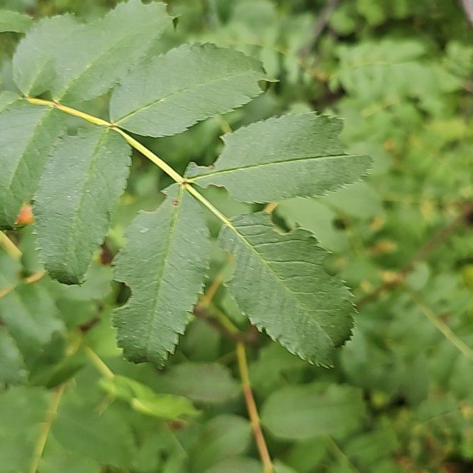 Photo of the plant species European Mountain Ash by @BentonSweetleaf named Orwell on Greg, the plant care app