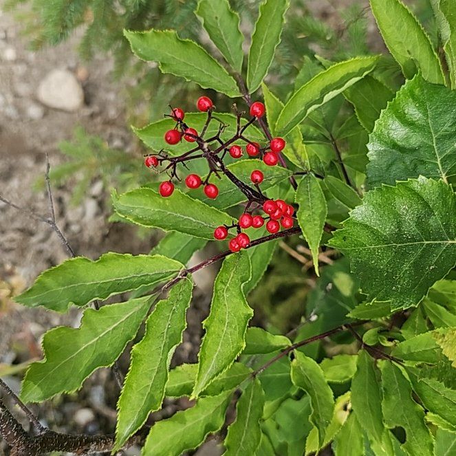 Photo of the plant species European Red Elderberry by @BentonSweetleaf named Gregarious on Greg, the plant care app