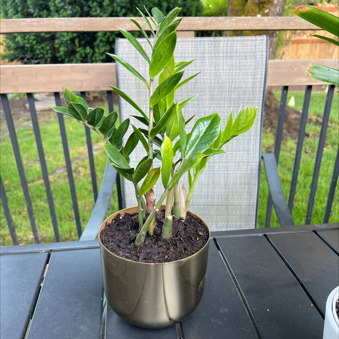 Photo of the plant species Bonsai by @PuissantKale named Remington on Greg, the plant care app
