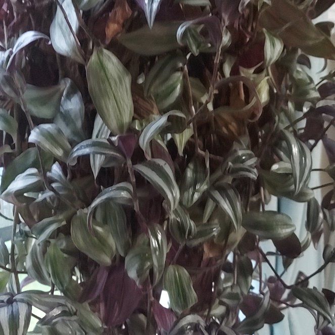 Wandering Jew