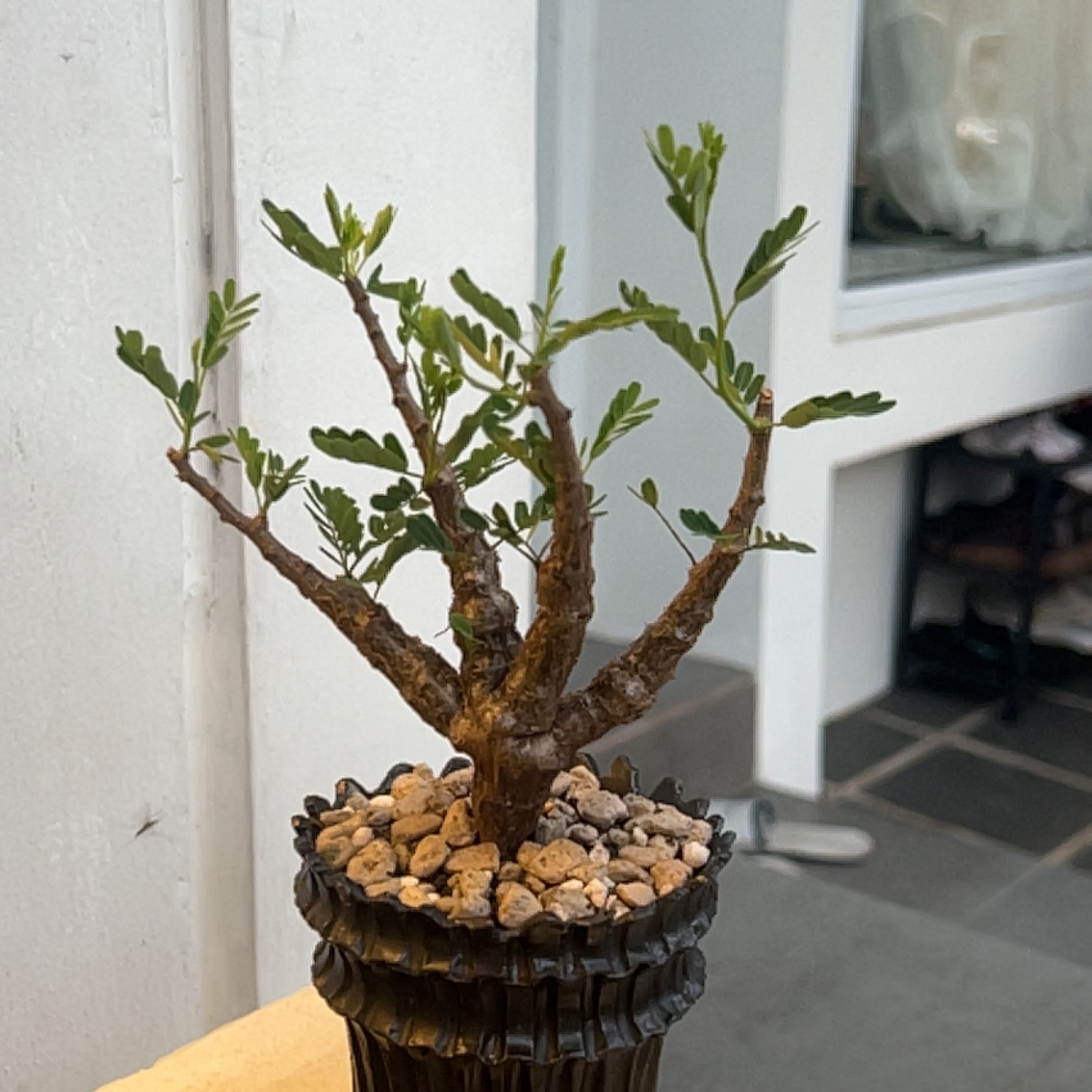 Photo of the plant species Taraby plant by @handychrst named Gomez on Greg, the plant care app
