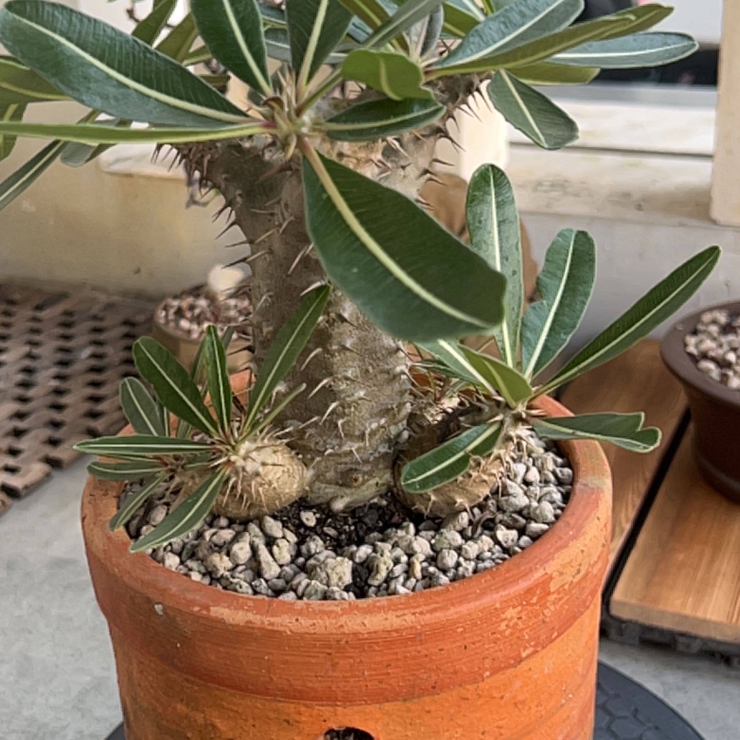 Photo of the plant species elephant's foot plant by @handychrst named Kendall on Greg, the plant care app