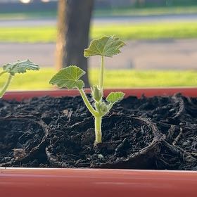 Photo of the plant species Cucumber Straight Eight by @TinyMightyCatus named Mando on Greg, the plant care app