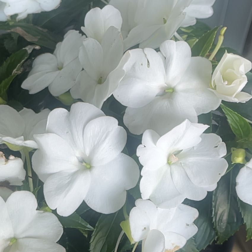 Photo of the plant species SunPatiens Impatiens by @SBerry named Emerson on Greg, the plant care app