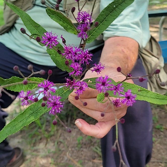 Photo of the plant species New York Ironweed by @ChampSiamsilver named Doja Cat on Greg, the plant care app