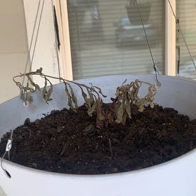 Photo of the plant species Sawtooth Candyleaf by @VigilantMint named Athena on Greg, the plant care app