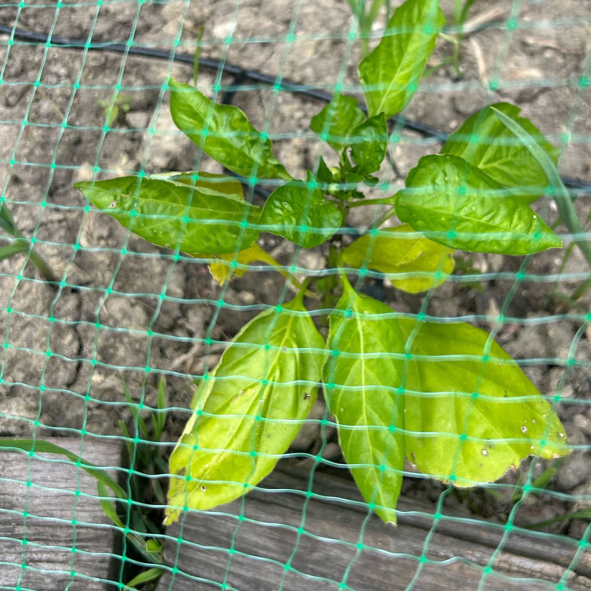 Tabasco Pepper plant with yellowing leaves, surrounded by green netting.
