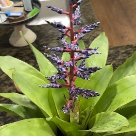 Photo of the plant species Aechmea 'Del Mar' by @MarvelSicklepod named Avatar on Greg, the plant care app