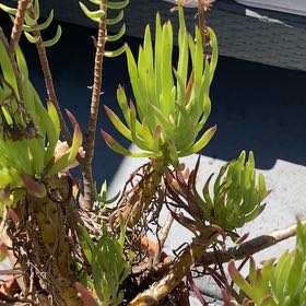 Photo of the plant species Common Sunshine Conebush by @BuoyantWorm named Willow on Greg, the plant care app