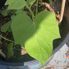 Photo of the plant species Japanese Morning Glory by @BuoyantWorm named Terra on Greg, the plant care app