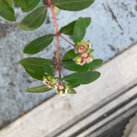 Photo of the plant species Graceful Sandmat by @BuoyantWorm named Kendall on Greg, the plant care app
