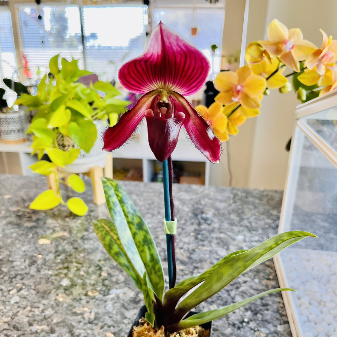 Photo of the plant species Magic Cherry Orchid by @motherofplants named Orchid Morticia on Greg, the plant care app