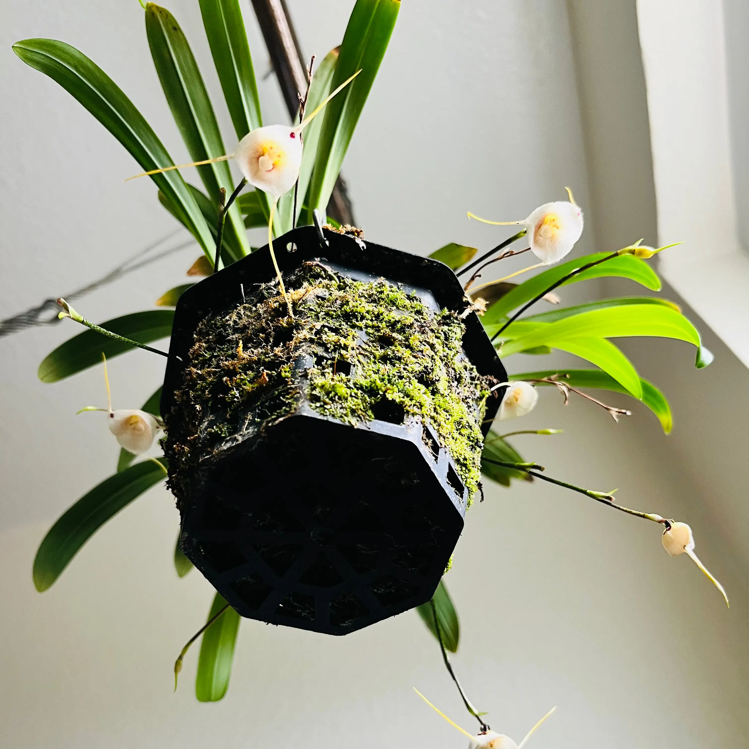 Photo of the plant species Dracula Orchid by @motherofplants named Orchid - Dracula Bella & Inaequalis on Greg, the plant care app