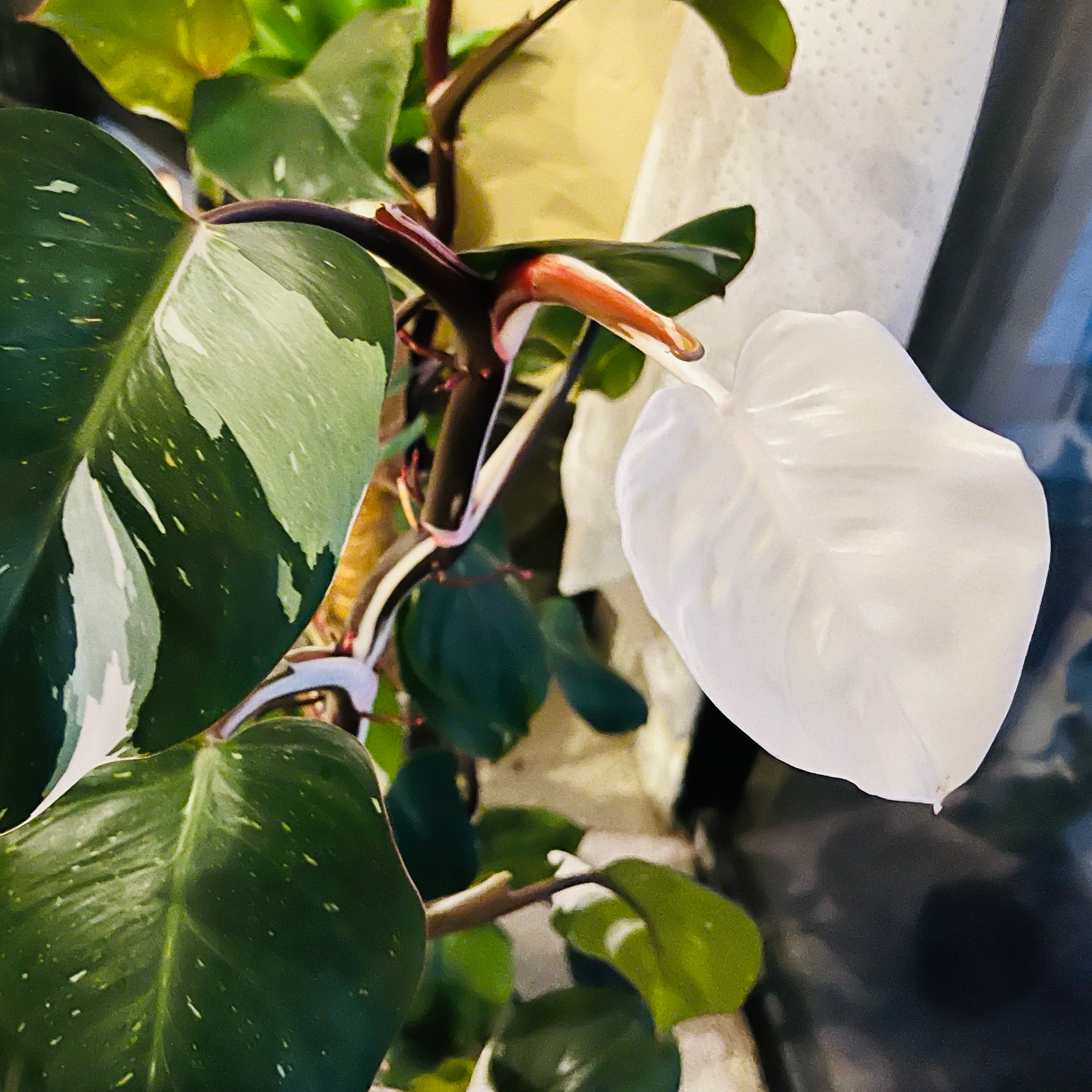 White Knight Philodendron with variegated leaves, appearing healthy.