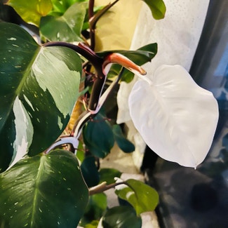 White Knight Philodendron plant in Carlsbad, California
