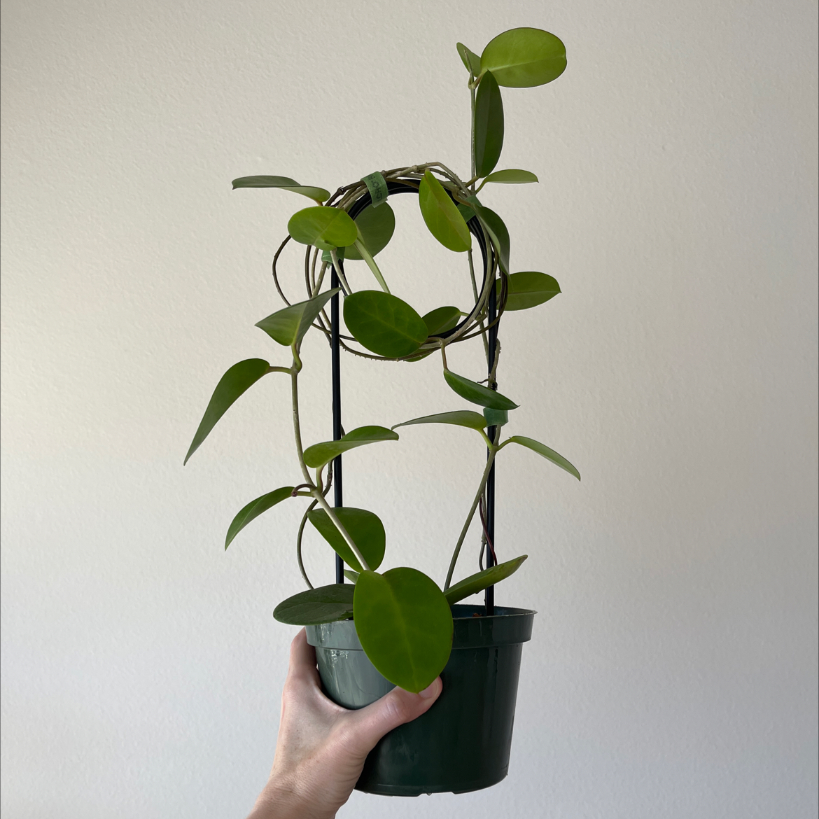 Waxvine plant in a green pot, held by a hand, with healthy green leaves.