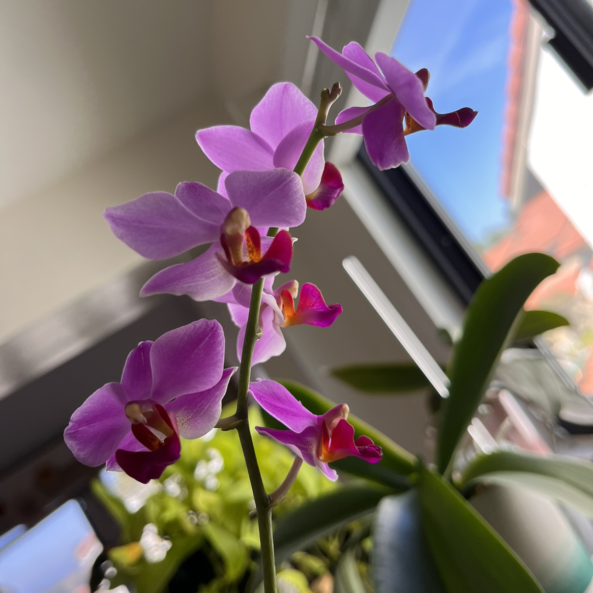 Photo of the plant species Phal equestris by @motherofplants named Orchid Phal Equestris on Greg, the plant care app