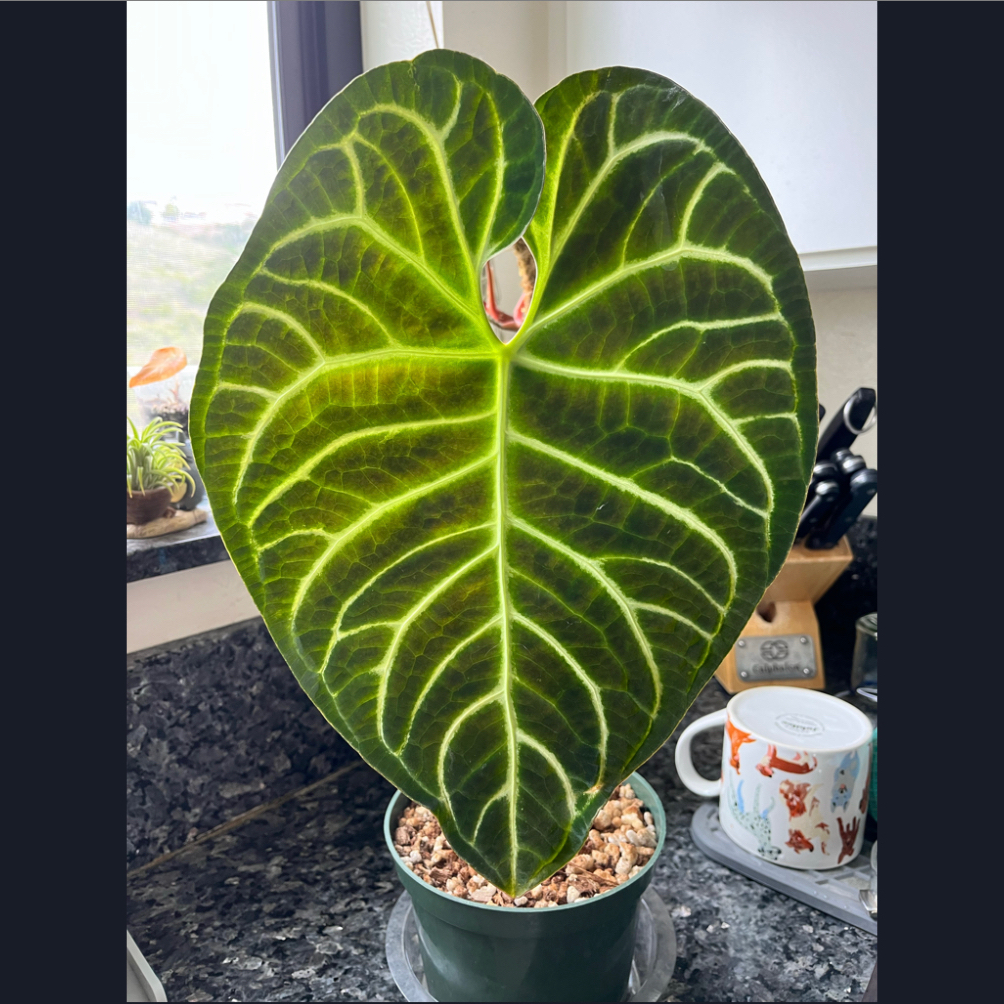 Anthurium Regale Dark | A plant by @motherofplants on Greg