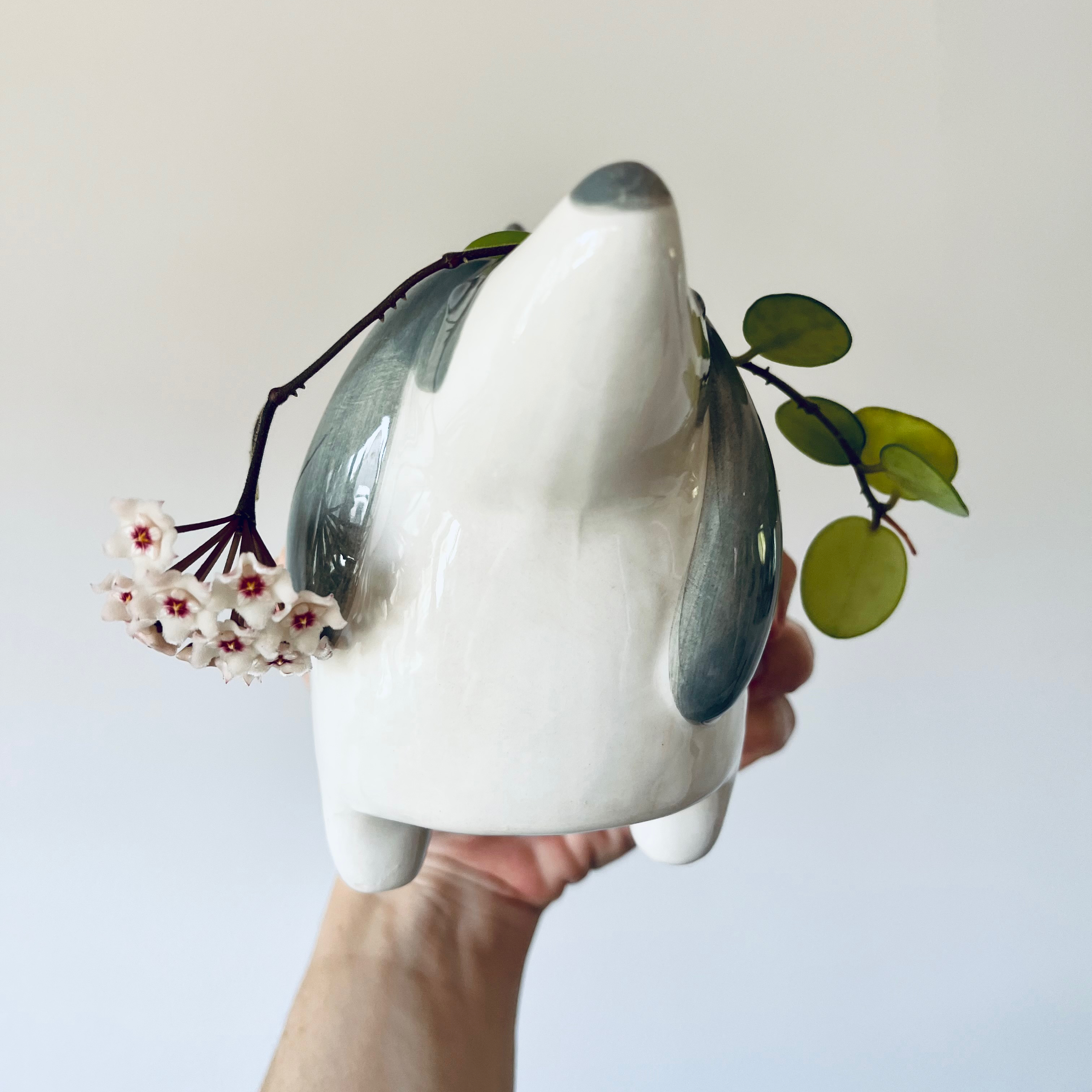 Hoya 'Mathilde' plant with green leaves and white flowers in a decorative pot held by a hand.