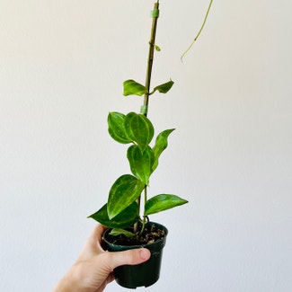 Hoya Latifolia plant in Carlsbad, California