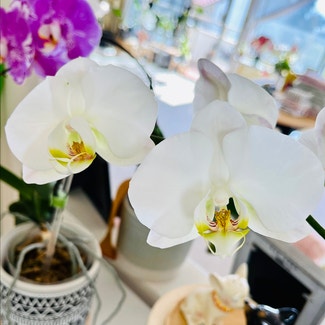 Phalaenopsis Orchid plant in Carlsbad, California