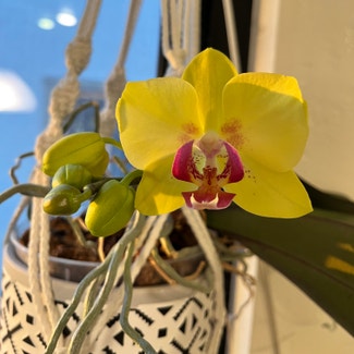 Phalaenopsis Orchid plant in Carlsbad, California
