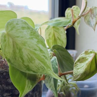 Variegated Heartleaf Philodendron plant in Carlsbad, California