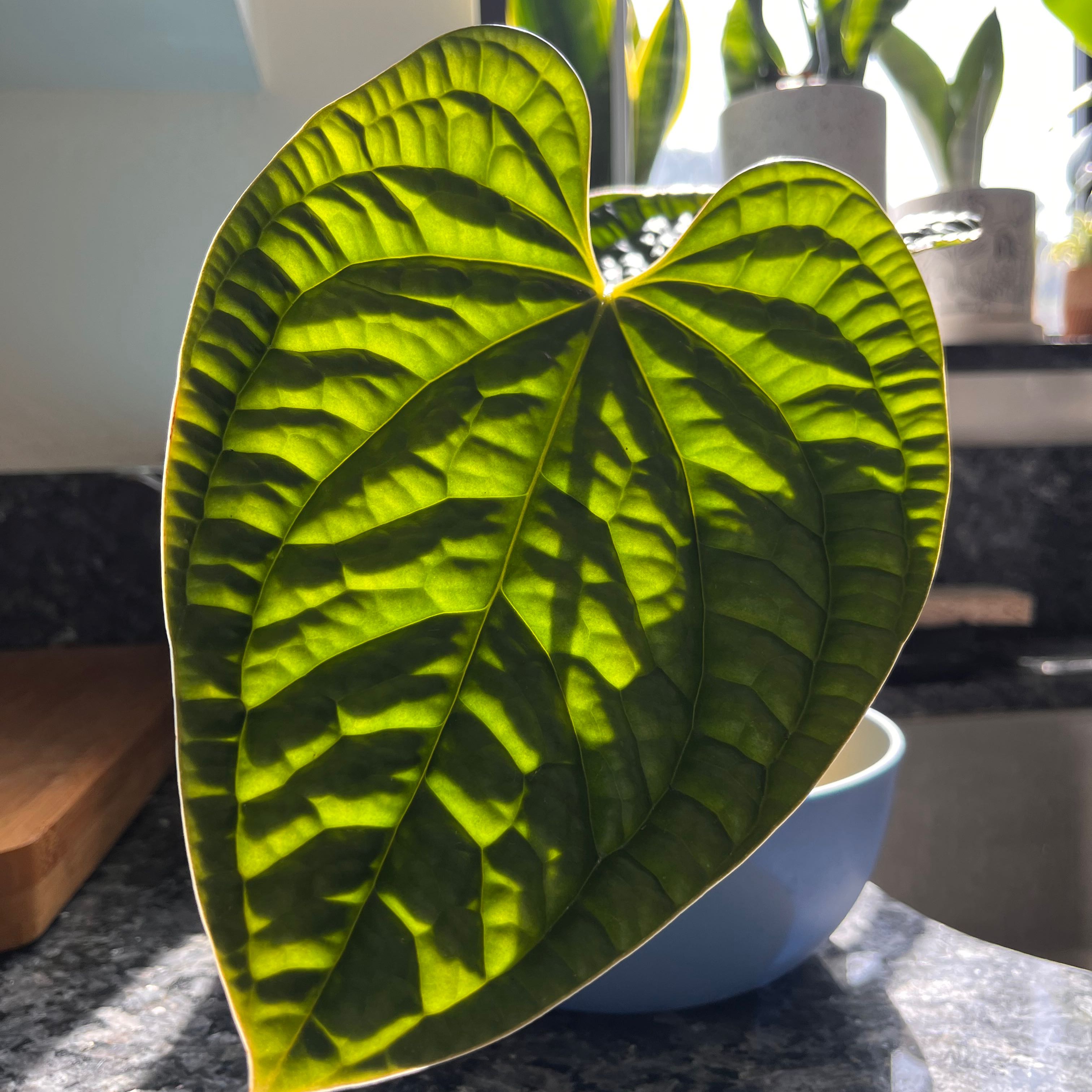 Anthurium Luxurians leaf with prominent veining and healthy green color.