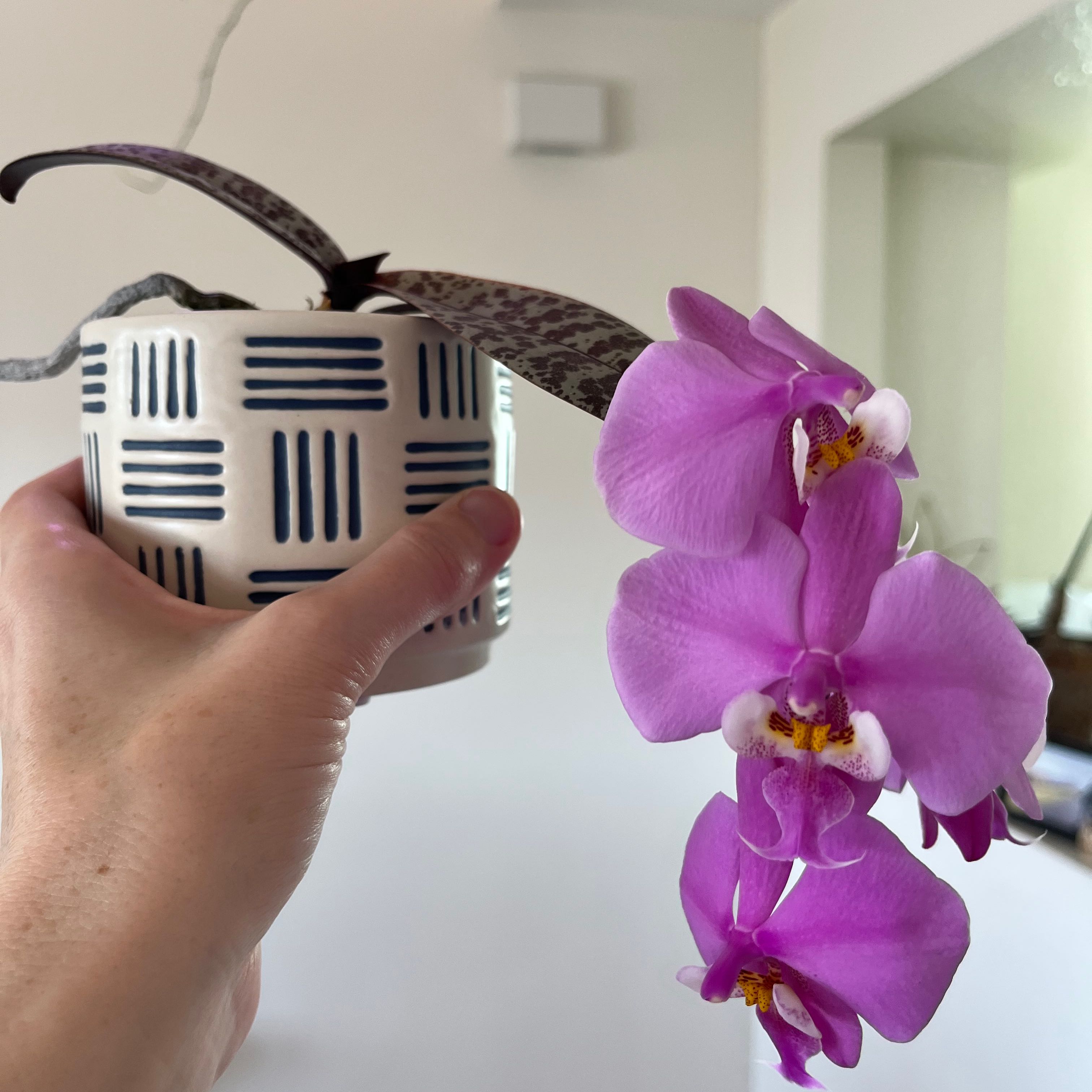 Photo of the plant species Phalaenopsis schilleriana by @motherofplants named Orchid phal Schilleriana on Greg, the plant care app