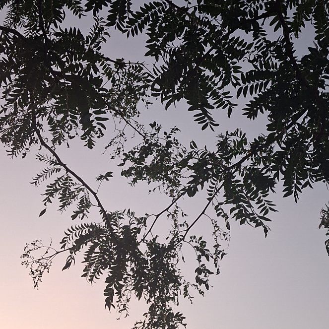 Photo of the plant species Common Honeylocust by @ManyKaro named Aria on Greg, the plant care app